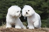 BICHON FRISE 471